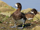 Greater Scaup (WWT Slimbridge 24/03/12) ©Nigel Key