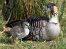 Hawaiian Goose (WWT Slimbridge 24/03/12) ©Nigel Key