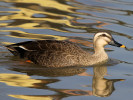 Spot-Billed Duck (WWT Slimbridge 24/03/12) ©Nigel Key