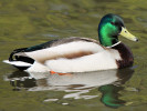 Mallard (WWT Slimbridge 24/03/12) ©Nigel Key