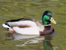 Mallard (WWT Slimbridge 24/03/12) ©Nigel Key