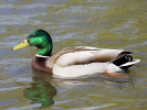 Mallard (WWT Slimbridge 24/03/12) ©Nigel Key