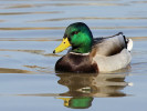 Mallard (WWT Slimbridge 24/03/12) ©Nigel Key