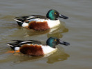 Northern Shoveler (WWT Slimbridge 24/03/12) ©Nigel Key