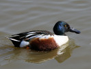 Northern Shoveler (WWT Slimbridge 24/03/12) ©Nigel Key