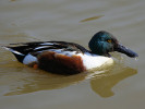 Northern Shoveler (WWT Slimbridge 24/03/12) ©Nigel Key