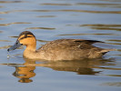 Philippine Duck (WWT Slimbridge March 2012) - pic by Nigel Key