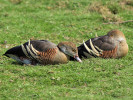 Plumed Whistling Duck (WWT Slimbridge 24/03/12) ©Nigel Key