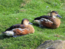 Plumed Whistling Duck (WWT Slimbridge 24/03/12) ©Nigel Key