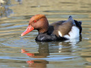 Red-Crested Pochard (WWT Slimbridge 24/03/12) ©Nigel Key