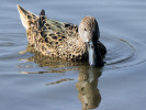 Red Shoveler (WWT Slimbridge 24/03/12) ©Nigel Key