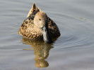 Red Shoveler (WWT Slimbridge 24/03/12) ©Nigel Key