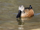 Red Shoveler (WWT Slimbridge 24/03/12) ©Nigel Key