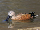 Red Shoveler (WWT Slimbridge 24/03/12) ©Nigel Key