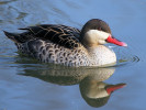 Red-Billed Teal (WWT Slimbridge 24/03/12) ©Nigel Key