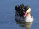 Red-Billed Teal (WWT Slimbridge 24/03/12) ©Nigel Key