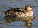 Red-Billed Teal (WWT Slimbridge 24/03/12) ©Nigel Key