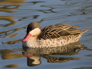 Red-Billed Teal (WWT Slimbridge 24/03/12) ©Nigel Key