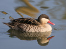 Red-Billed Teal (WWT Slimbridge 24/03/12) ©Nigel Key