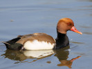 Red-Crested Pochard (WWT Slimbridge 24/03/12) ©Nigel Key