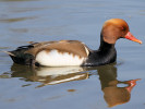 Red-Crested Pochard (WWT Slimbridge 24/03/12) ©Nigel Key