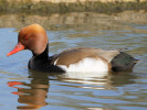 Red-Crested Pochard (WWT Slimbridge 24/03/12) ©Nigel Key