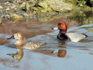 Redhead (WWT Slimbridge 24/03/12) ©Nigel Key