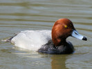 Redhead (WWT Slimbridge 24/03/12) ©Nigel Key