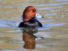 Redhead (WWT Slimbridge 24/03/12) ©Nigel Key