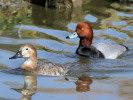 Redhead (WWT Slimbridge 24/03/12) ©Nigel Key