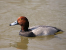 Redhead (WWT Slimbridge 24/03/12) ©Nigel Key