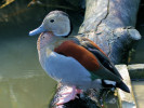 Ringed Teal (WWT Slimbridge 24/03/12) ©Nigel Key