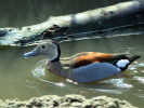 Ringed Teal (WWT Slimbridge 24/03/12) ©Nigel Key