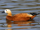 Ruddy Shelduck (WWT Slimbridge 24/03/12) ©Nigel Key