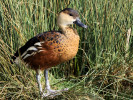 Wandering Whistling Duck (WWT Slimbridge 24/03/12) ©Nigel Key