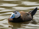 White-Headed Duck (WWT Slimbridge 24/03/12) ©Nigel Key