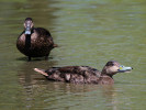 American Black Duck (WWT Slimbridge 26/05/12) ©Nigel Key