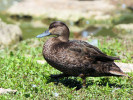 American Black Duck (WWT Slimbridge 26/05/12) ©Nigel Key