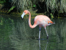 Greater Flamingo (WWT Slimbridge 26/05/12) ©Nigel Key