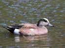 American Wigeon (WWT Slimbridge 26/05/12) ©Nigel Key