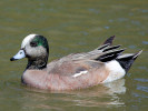 American Wigeon (WWT Slimbridge 26/05/12) ©Nigel Key