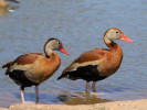 Black-Bellied Whistling Duck (WWT Slimbridge 26/05/12) ©Nigel Key