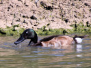 Baer's Pochard (WWT Slimbridge 26/05/12) ©Nigel Key