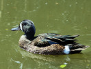 Blue-Winged Teal (WWT Slimbridge 26/05/12) ©Nigel Key