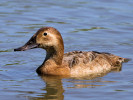 Canvasback (WWT Slimbridge 26/05/12) ©Nigel Key