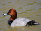 Pochard (WWT Slimbridge 26/05/12) ©Nigel Key