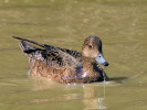 Eurasian Wigeon (WWT Slimbridge 26/05/12) ©Nigel Key