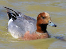 Eurasian Wigeon (WWT Slimbridge 26/05/12) ©Nigel Key