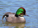 Falcated Duck (WWT Slimbridge 26/05/12) ©Nigel Key