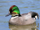 Falcated Duck (WWT Slimbridge 26/05/12) ©Nigel Key